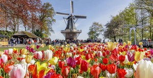 Keukenhof tulip garden Holland 300x153